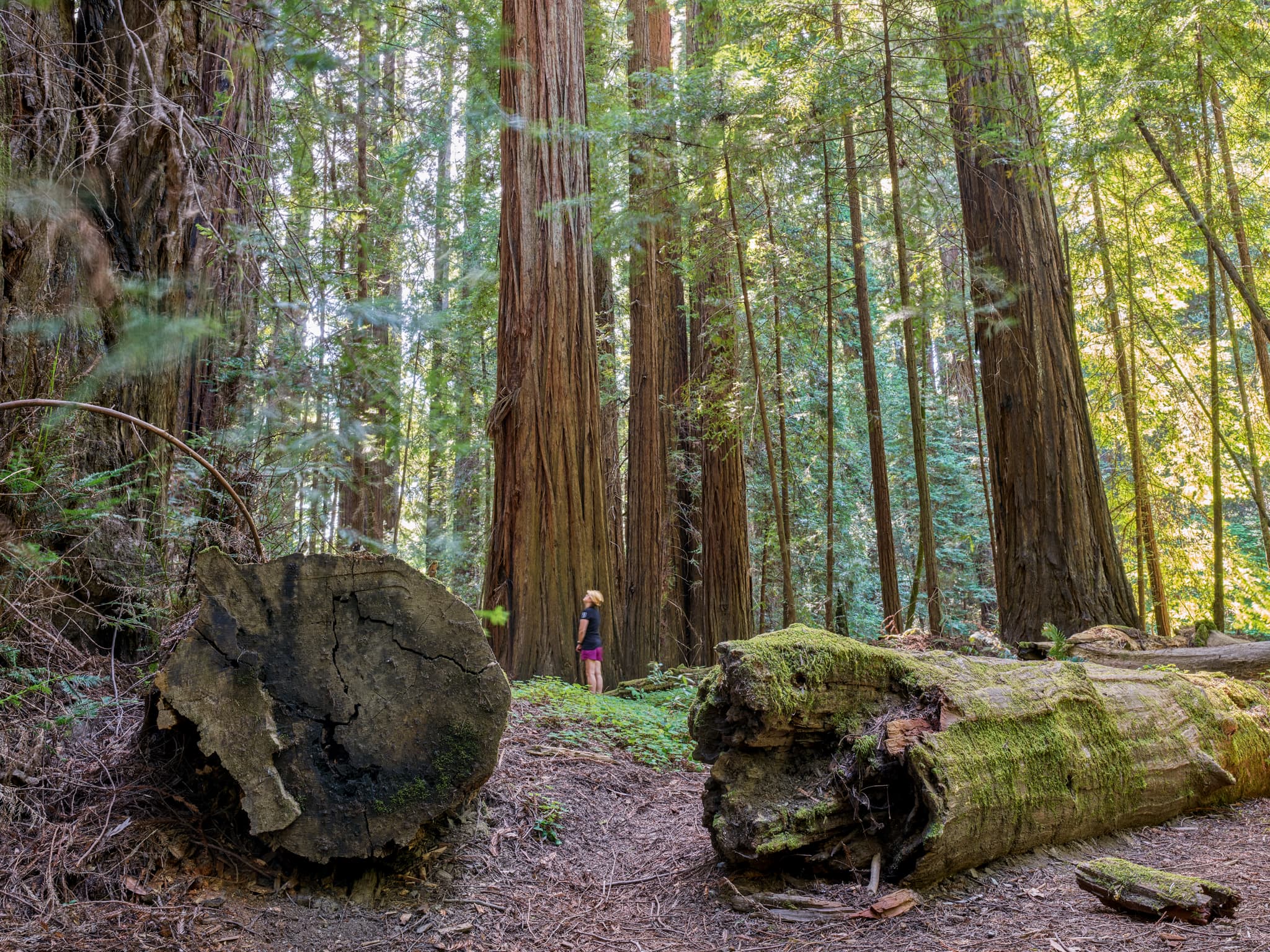 Redwoods collection